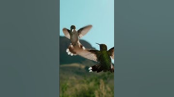 De kolibrieflamenco: een paringsdans. #naturepbs #animalshorts #hummingbird #bigbend