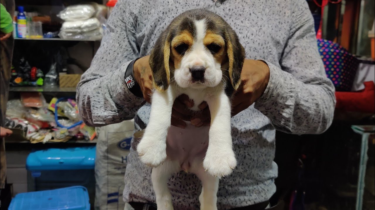 beagle pet shop