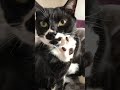 一時停止の毛繕いgrooming 【#Shorts】白黒猫ざきおtuxedo-cat