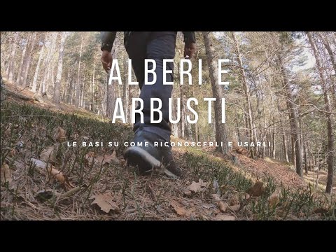 Video: Usare alberi e arbusti per l'interesse invernale