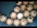 Проверка перепелиных яиц в воде на вылупление