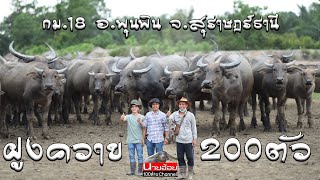 เลี้ยงควายฝูงใหญ่ 200 กว่าตัว ที่สุราษฎร์ธานี 