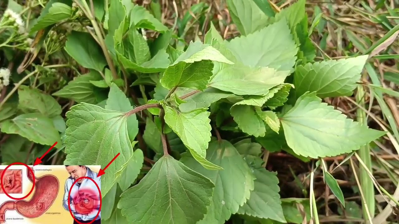 qhias tshuajzookho cov neeg ua mob ncauj plab kho tau zoo heev li nawb part 51