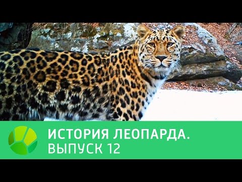 История леопарда. Выпуск 12 | Живая Планета