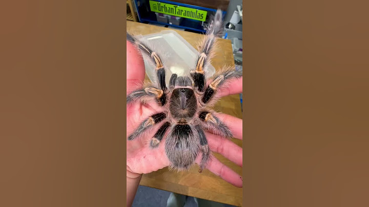 Small to BIG!!!😱 (was that🥜?)💀