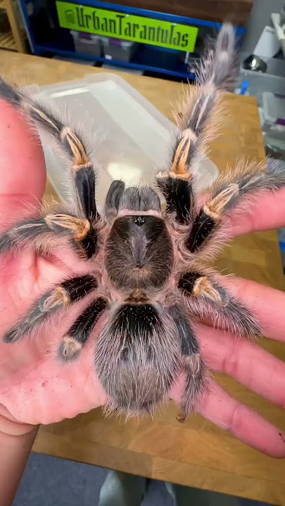 Small to BIG!!!😱 (was that🥜?)💀