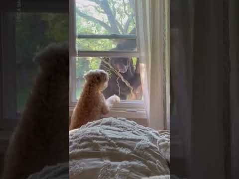 Dog has staring contest with bear in New York | USA TODAY #Shorts