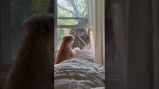 Dog has staring contest with bear in New York | USA TODAY #Shorts