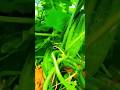unique techniques for caring for cucumber plants #shorts