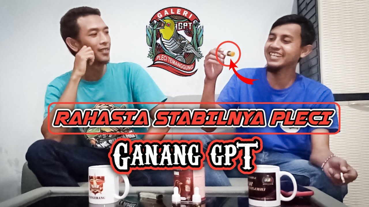 Rahasia || Stabilnya Gaco Pleci GPT team || Pcmi Temanggung