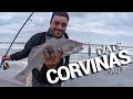 DÍA de CORVINAS - Vlog 3