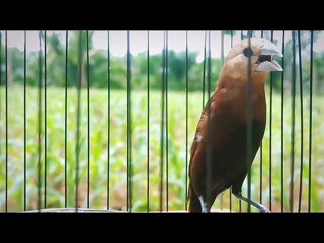 suara emprit kaji gacor pancingan burung pipit emprit peking bondol haji class=