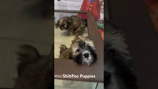 Discover Your Perfect Companion: Adopt a ShihPoo Puppy Today!