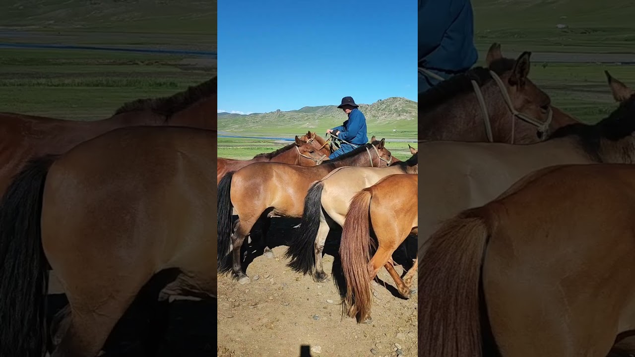 Part 3 of 3, how Mongolians keep their horses and lead them from the corral to the pony line