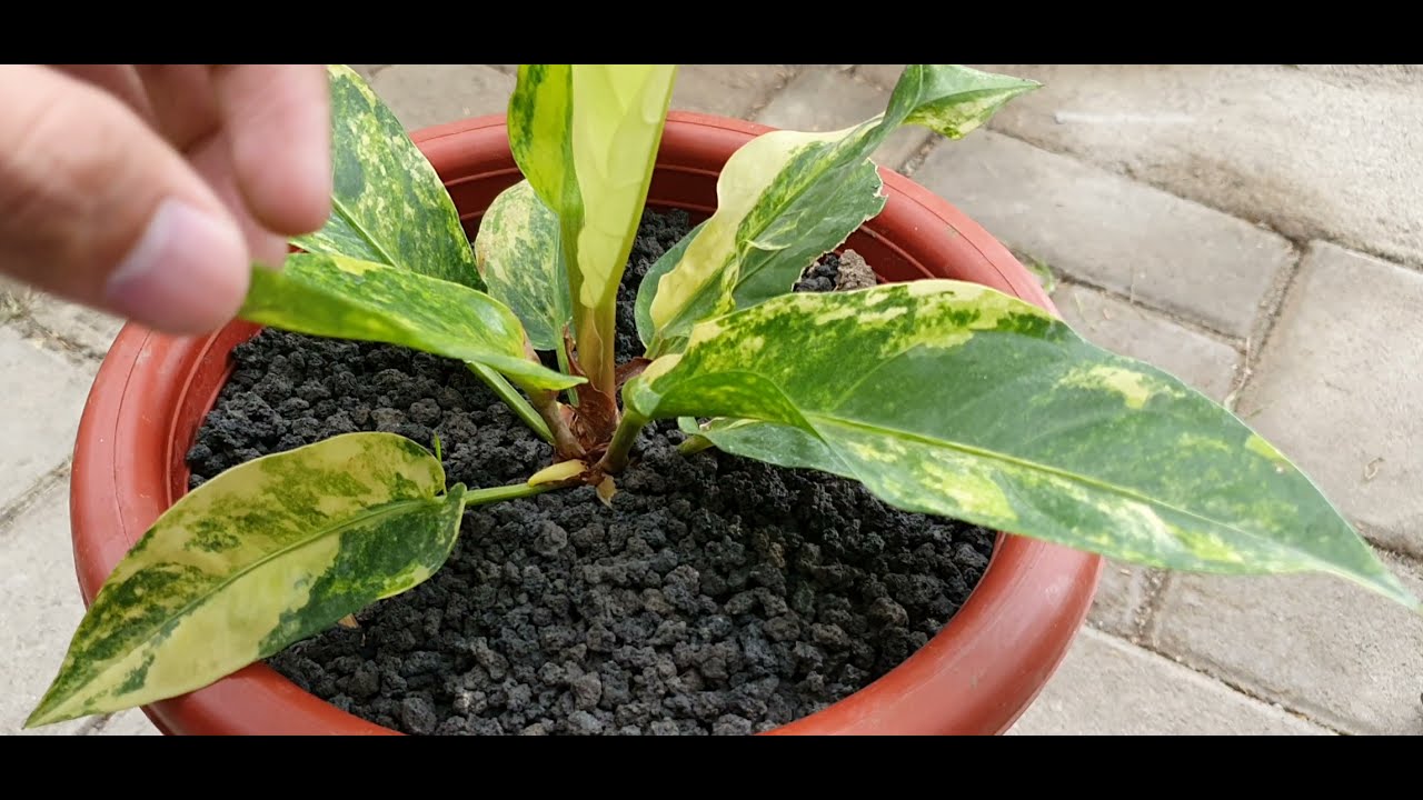 Anthurium Hookeri Variegated