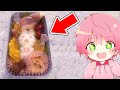 【実写】てるとくん、初めてのお弁当作り！