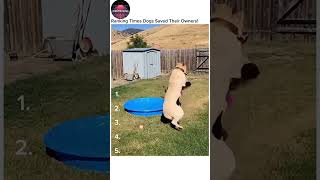 Ranking Times Dogs Saved Their Owners Unbelievable Moments Best