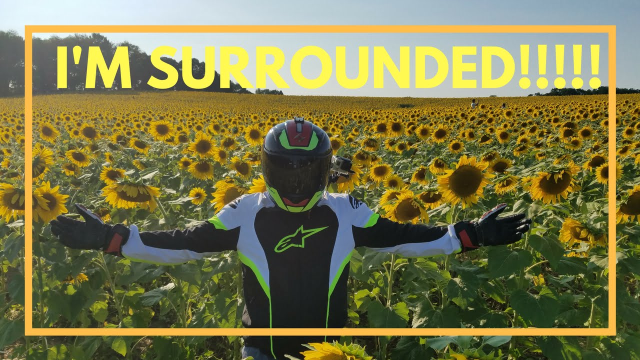Moto Musings #5 - Sunflowers!!