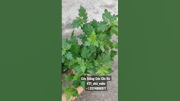 Review cây giống cúc chi rủ chất lượng #cúc_chi_rủ #hoa_cúc_chi_rủ #3t_nhà_vườn