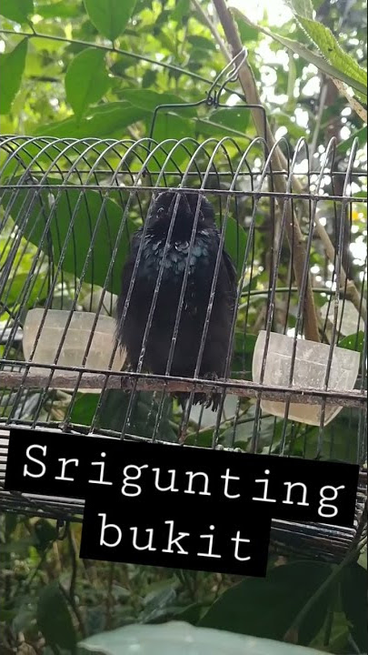 SRIGUNTING KRANTIL BUKIT