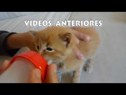 gatito con hambre toma biberón