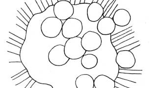 ARTC 3100 - Animation Principles Morph Animation