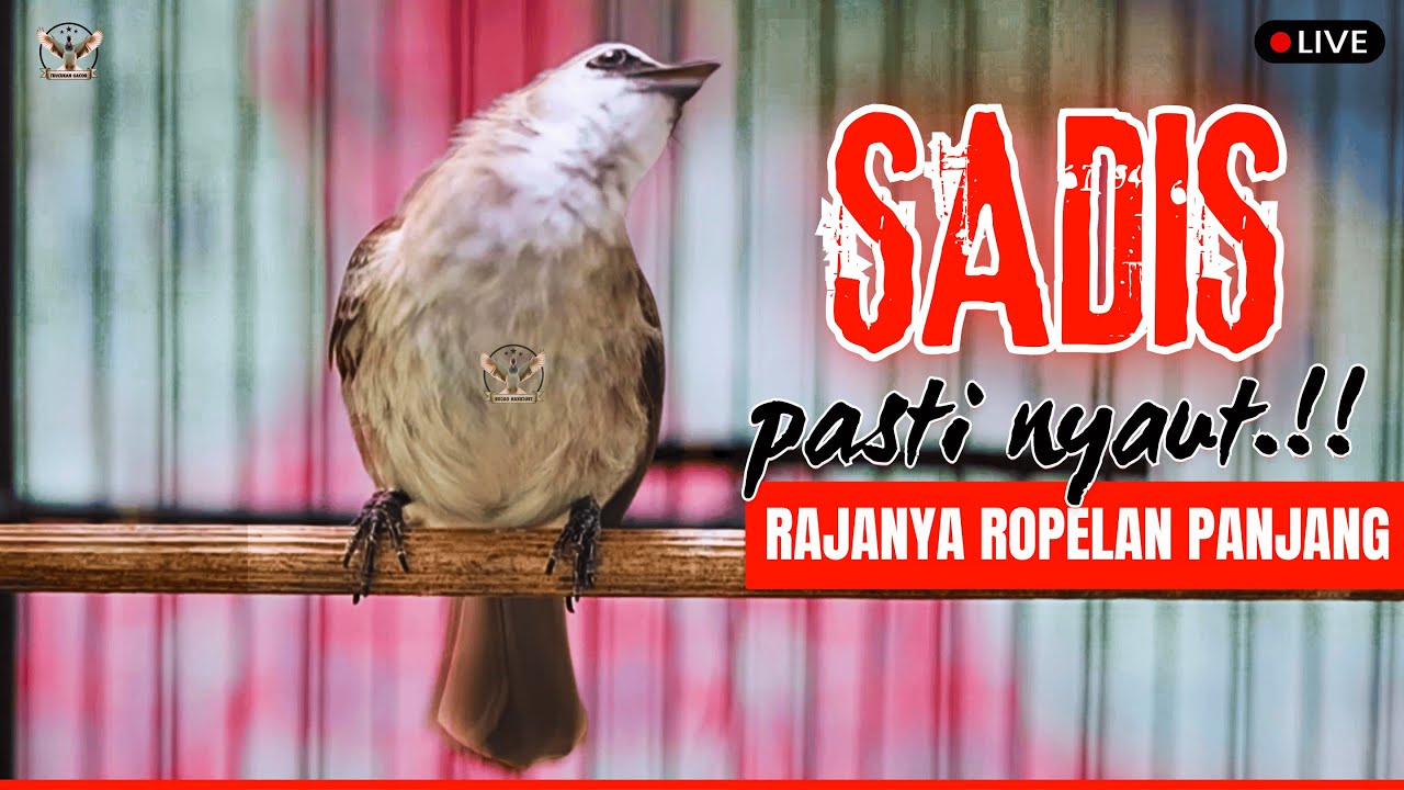 🔴TRUCUKAN GACOR ROPEL PANJANG | PACINGAN / MASTERAN TRUCUKAN AGAR BUNYI GACOR SEPANJANG HARI