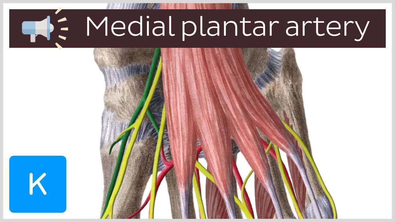 Medial plantar artery Anatomical Terms Pronunciation by