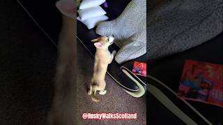short @HuskyWalksScotland #youtubeshorts #shortsfeed #shortvideo #scotland #shorts #short #fyp