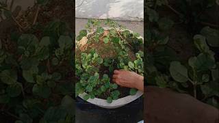 Punarnava sag #its leaves and roots are highly beneficial for kidney, stone and urinary prob #shorts