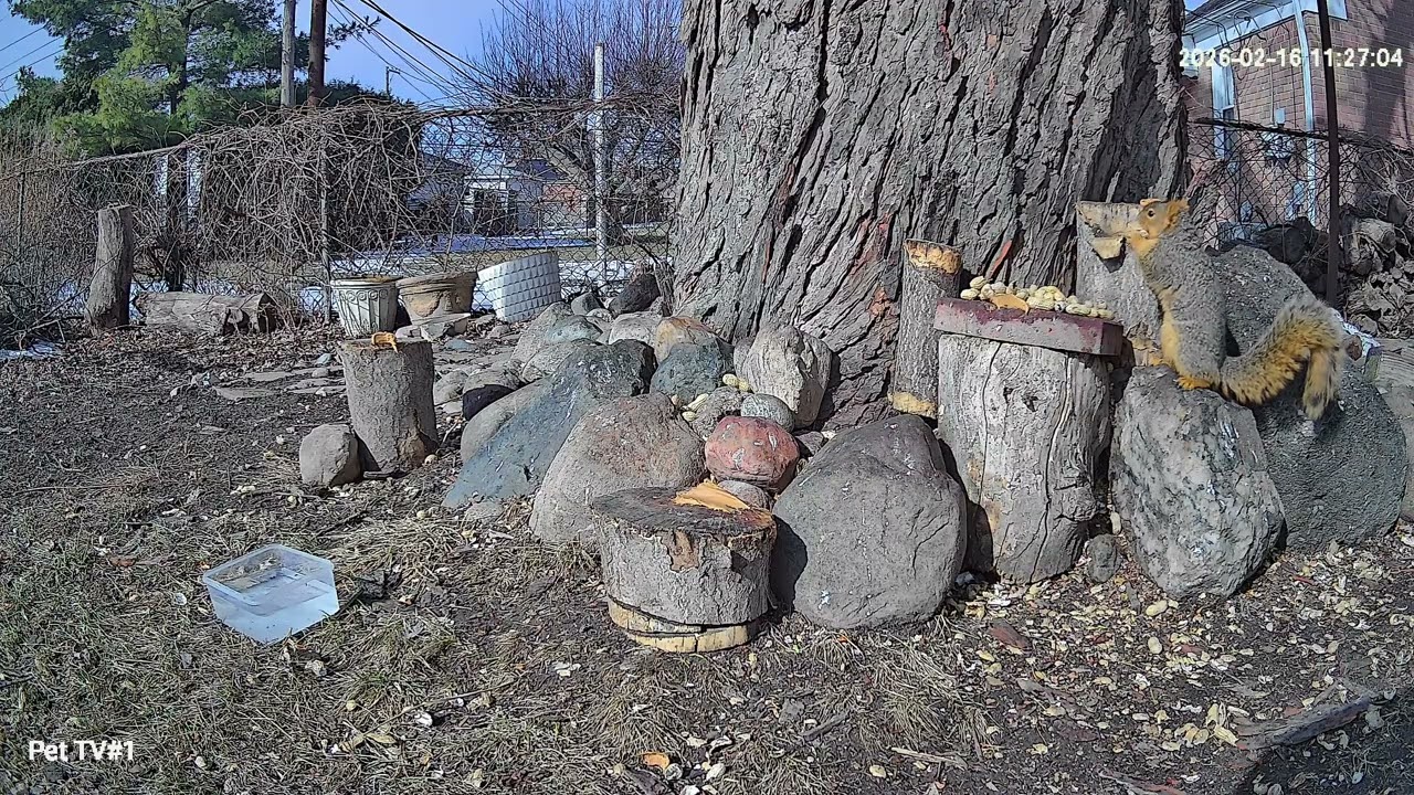 Birds & Squirrels Eating & Playing