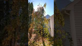 weeping beech pruning