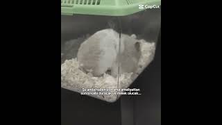 Dursun Melek Oldu...