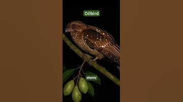 The Only Bird That Navigates Like a Bat – Meet the Oilbird #birds #wildlife #nature