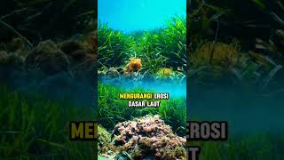 Mengapa Padang Lamun Sangat Penting Padang Lamun Di Indonesia
