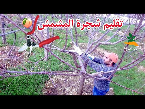 فيديو: كيفية تقليم المشمش