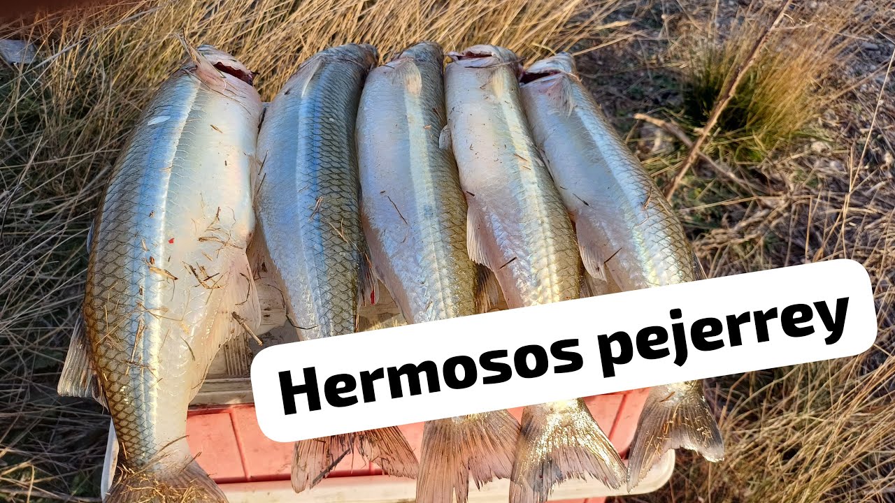 PEJERREY GIGANTES PESCANDO DE ORILLA