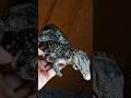Posing bandai Nile crocodile actionfigure#actionfigures #bandai #crocodile #collection #fyp #animals