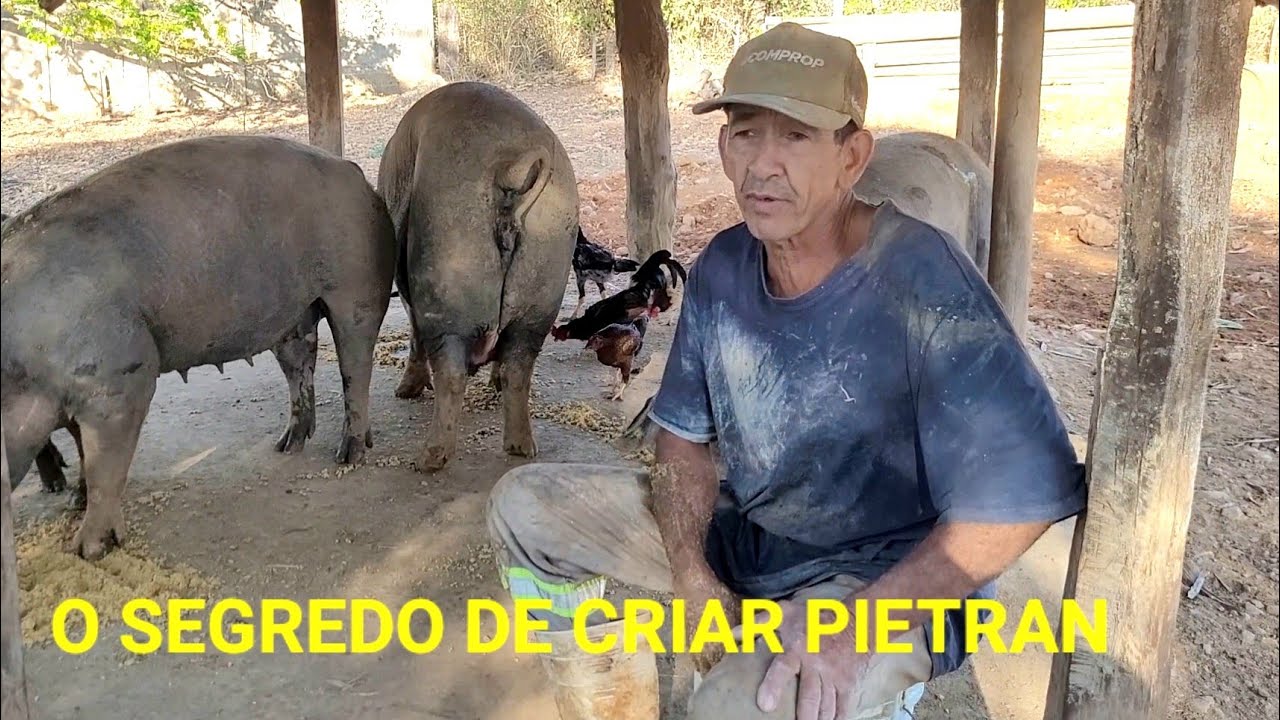 COMO CRIAR PORCO PIETRAN PRECISA DE MAIS CUIDADOS E....