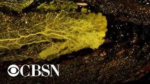 Paris Zoo unveils "The Blob" exhibit