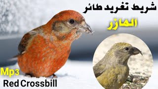 chant du Bec Croisé شريط تغريد طائر الهزار