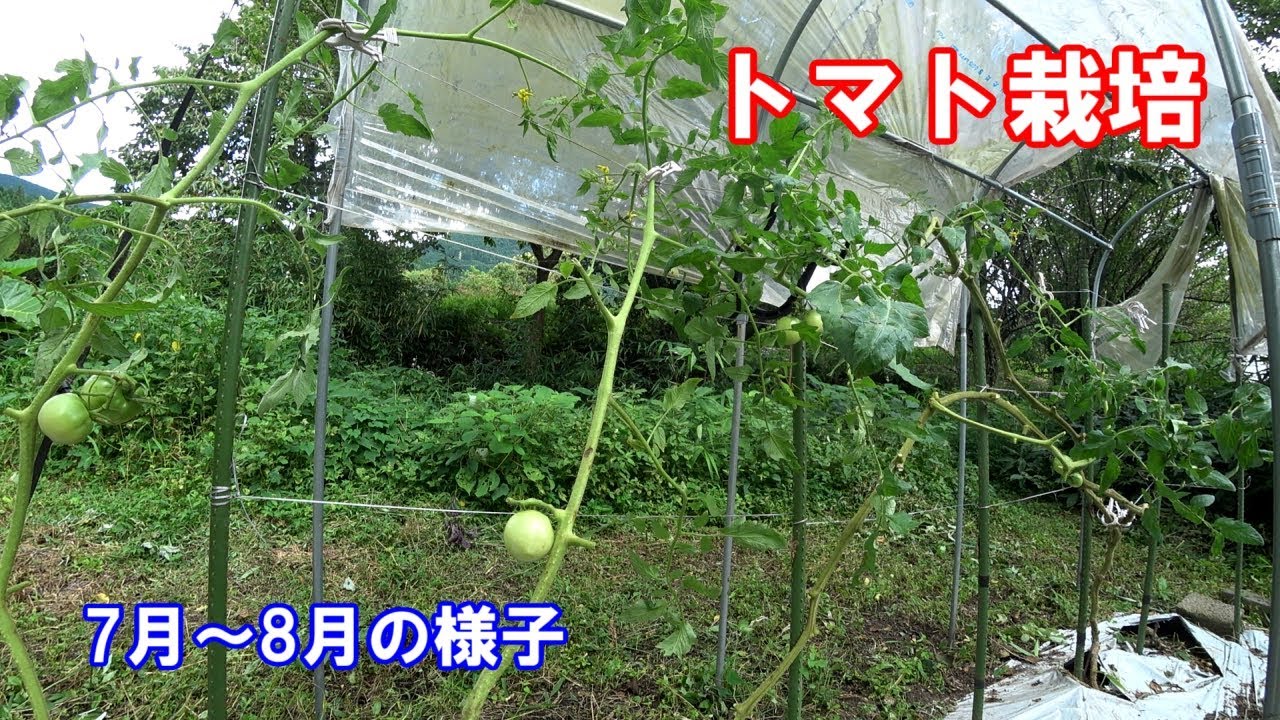 とまとリン様 7月分 果菜類,トマト,ミニトマト,7月まき | 小林種苗公式通販
