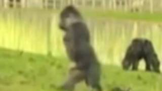 Gorilla Walks Upright