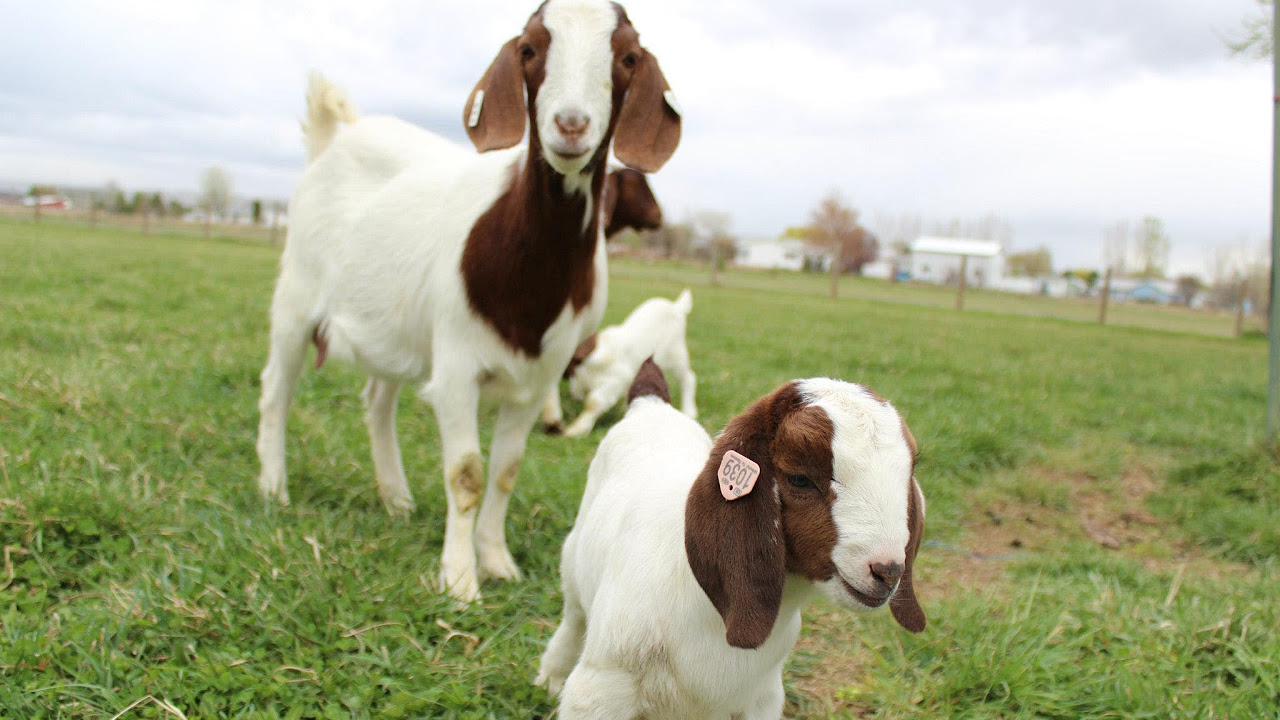 24 Curious goat kids!