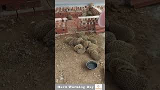 Hard Working Day #150 Artificially Breeding Hedgehog