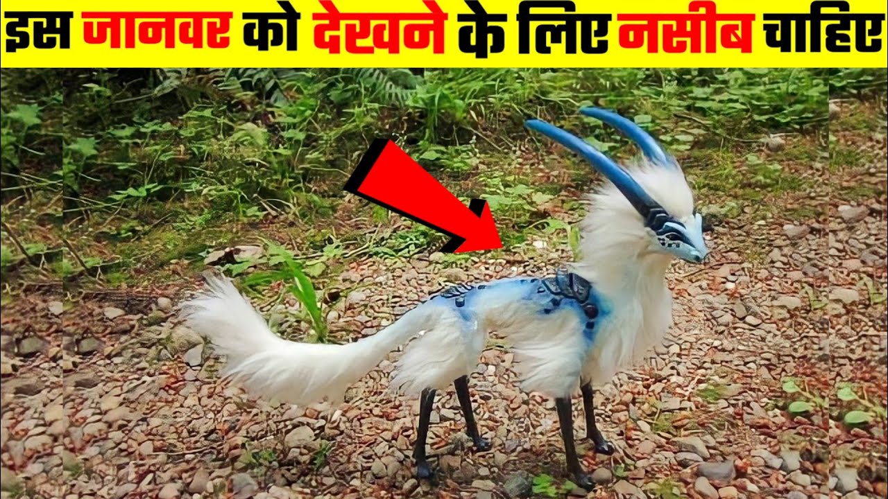 5 अनोखा जानवर जिन्हें देखने के लिए नसीब चाहिए Top 5 Amazing Animals