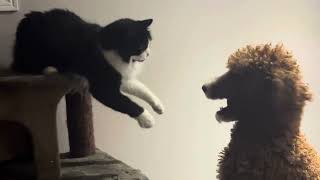 Standard Poodle vs. Tuxedo Cat | Round 5