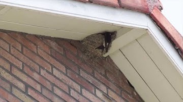 Vroege Vogels - Jonge huiszwaluwen worden gevoerd