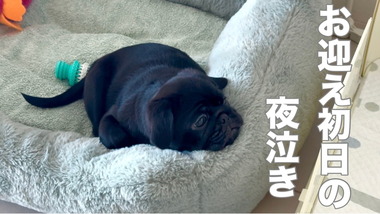 【黒パグ】子犬お迎え初日の夜に寂しくて鳴き続ける黒パグさん