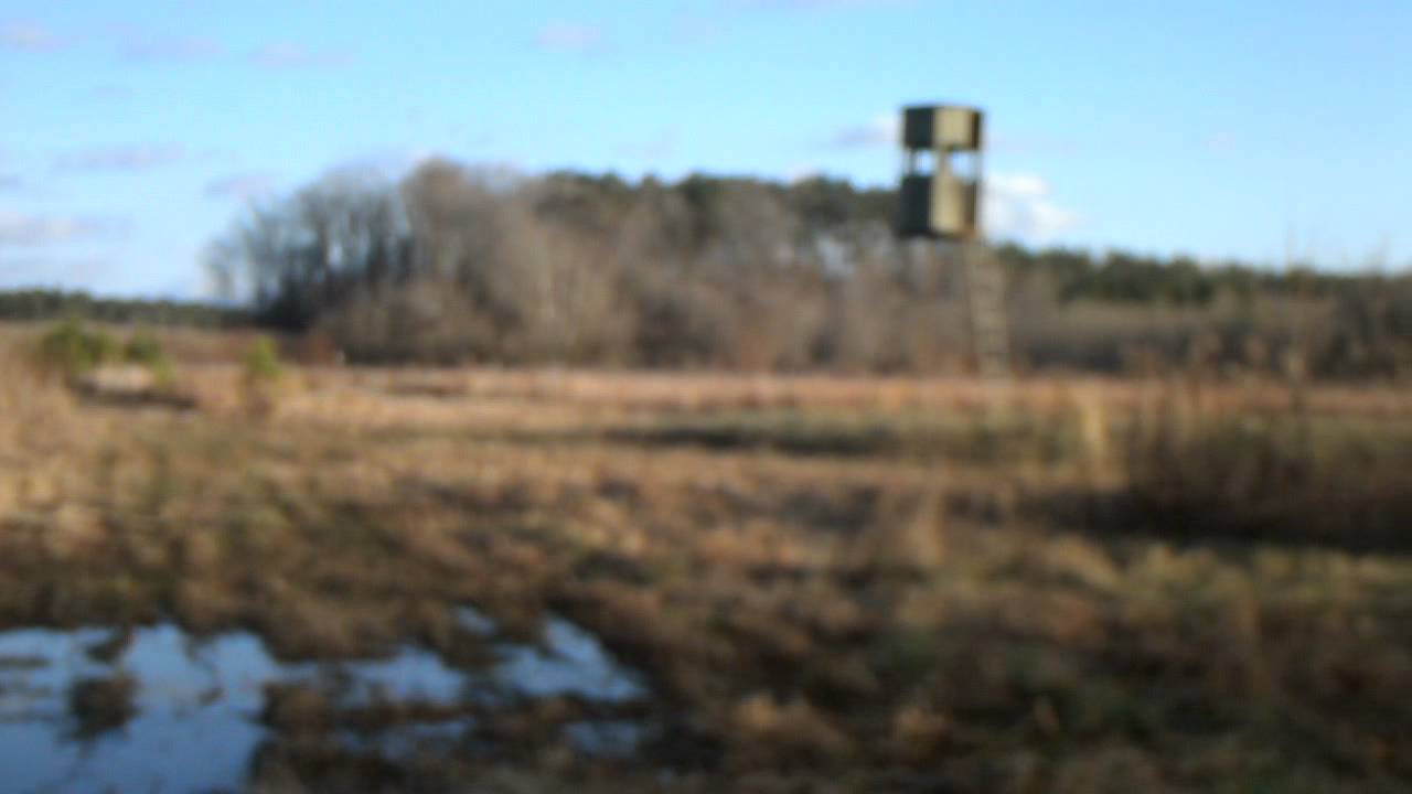 Cadalic Stand 3 Tillatoba Bottom Chestnut Lake YouTube